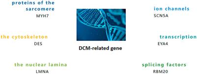 Circular RNA Expression for Dilated Cardiomyopathy in Hearts and Pluripotent Stem Cell–Derived Cardiomyocytes